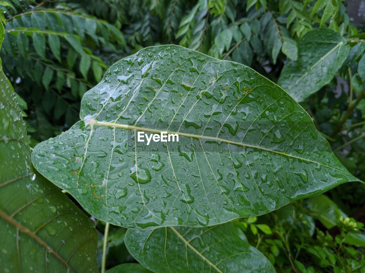 CLOSE-UP OF WET LEAVES