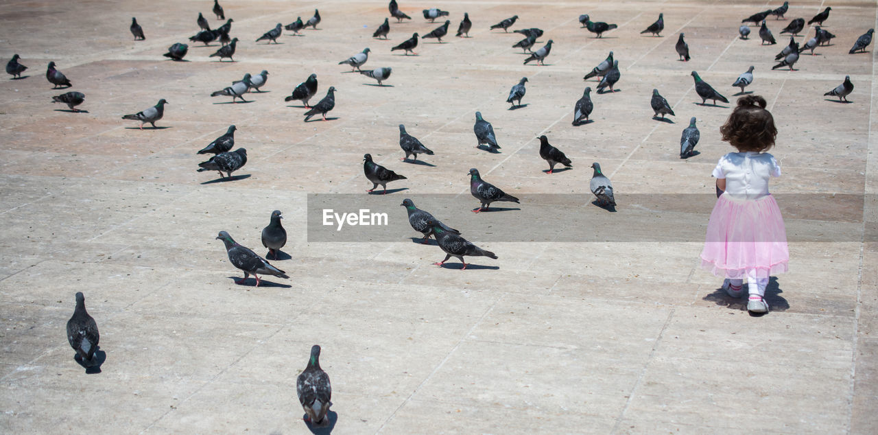 Little girl amid the hungry flock of pigeons feeding in the str