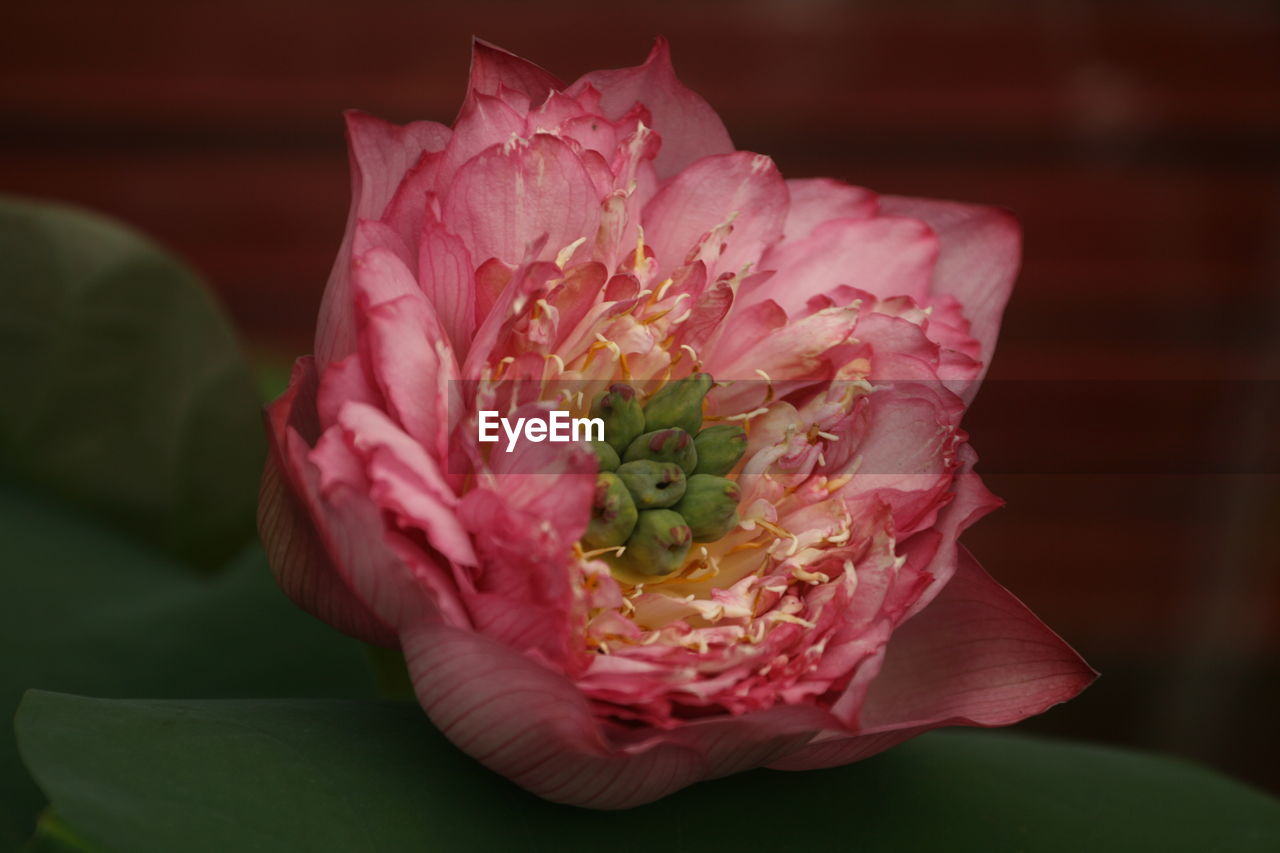 Close-up of pink lotus flower