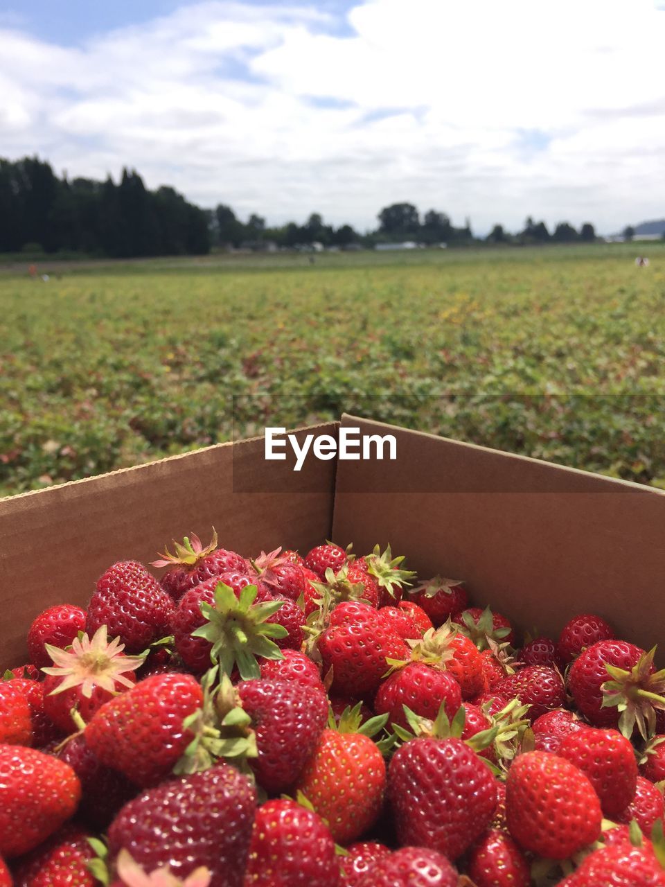 CLOSE-UP OF STRAWBERRIES ON FIELD
