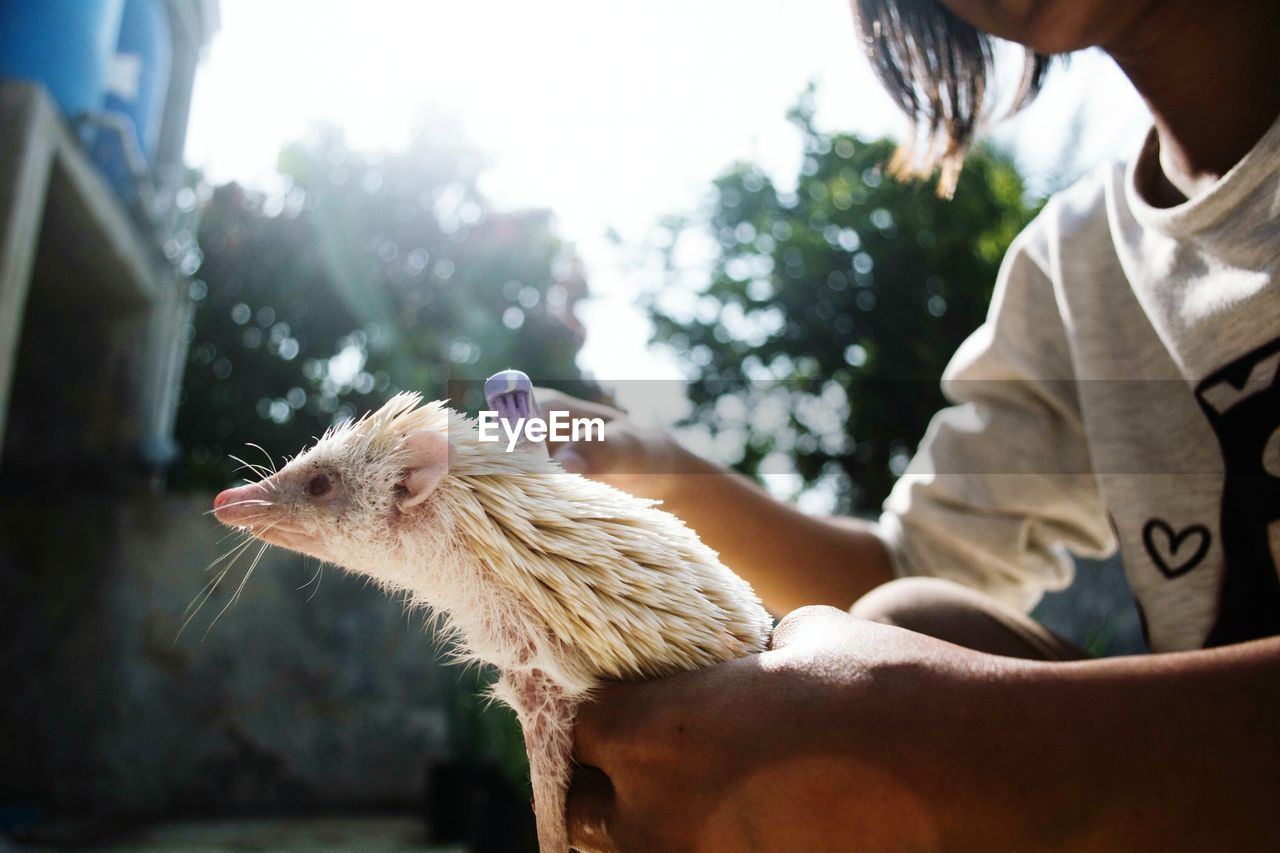 Midsection of girl brushing pet against trees