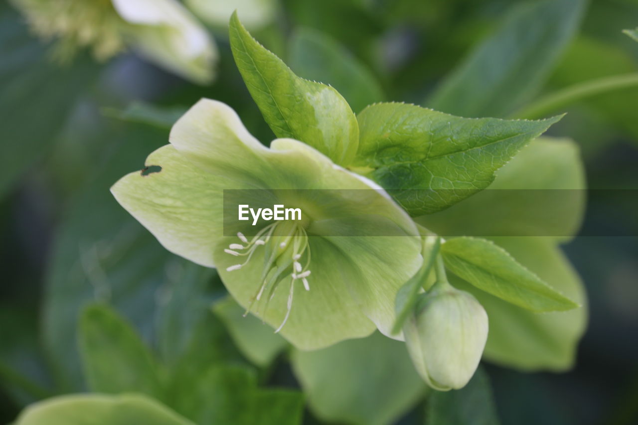 CLOSE-UP OF FRESH GREEN LEAVES OF PLANT