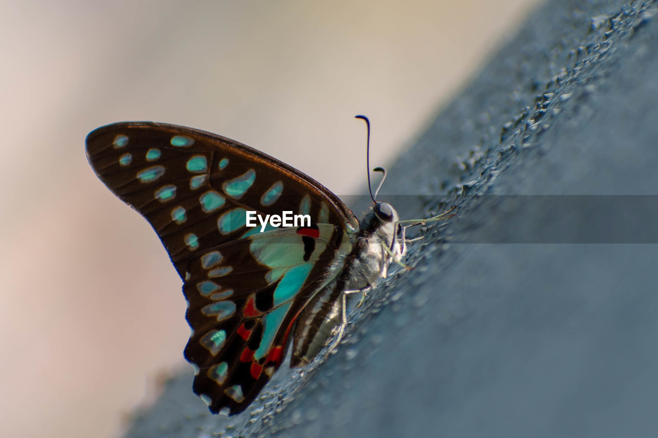 CLOSE-UP OF BUTTERFLY ON THE WALL