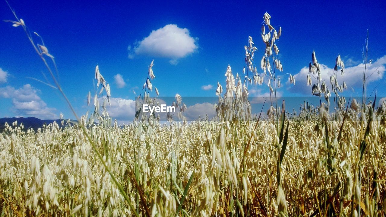 Plants growing in field