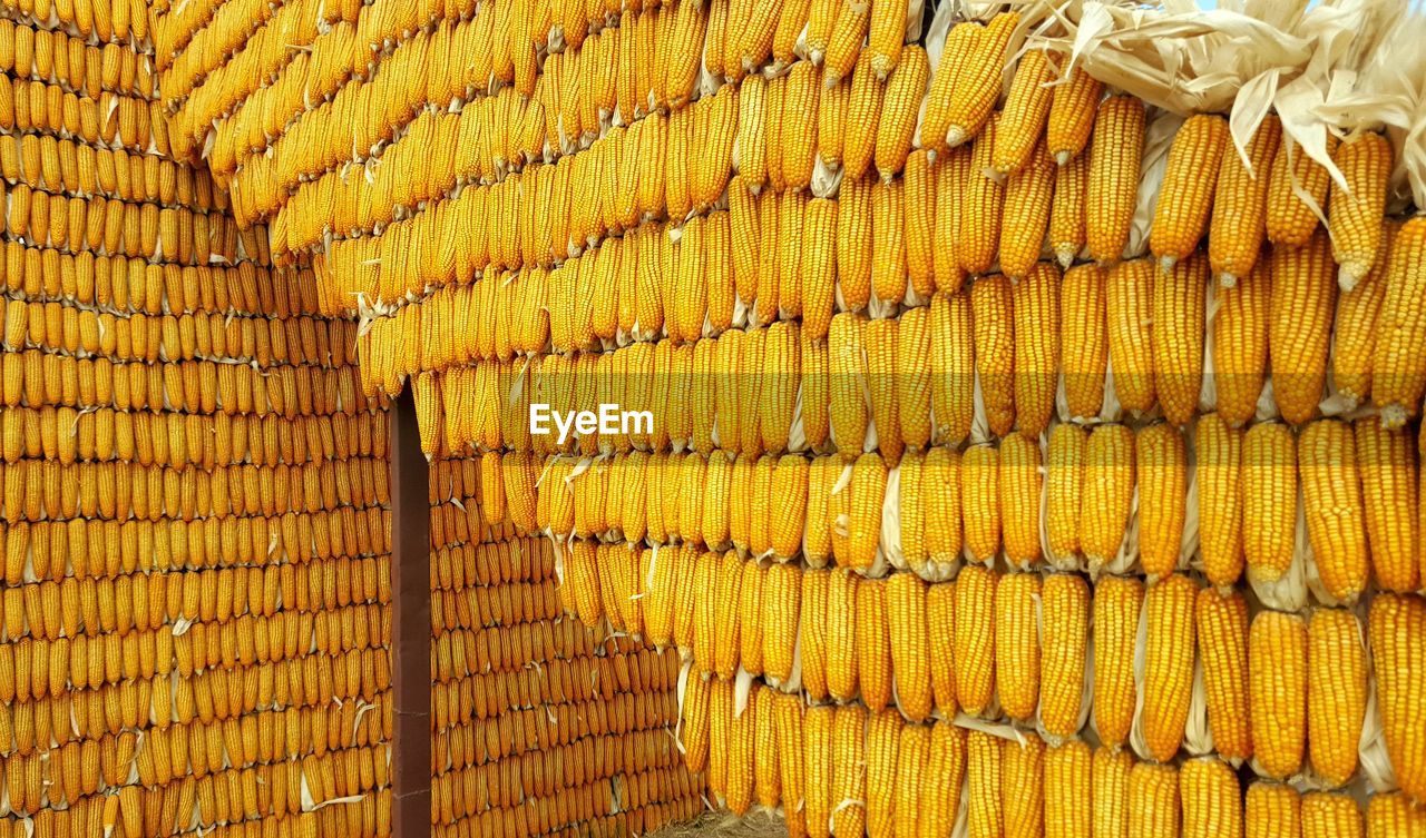 full frame shot of corn