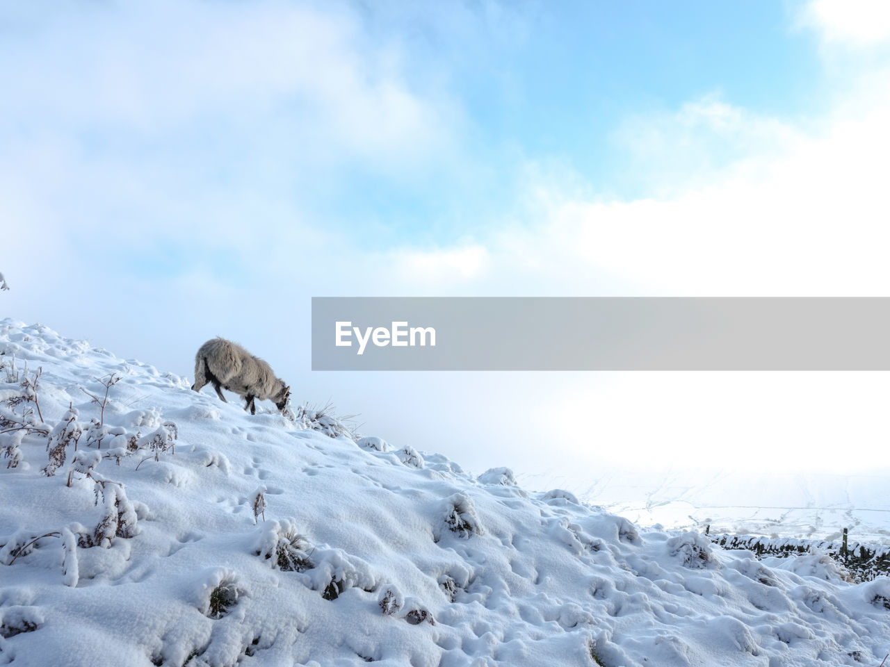 View of a sheep on snow covered land