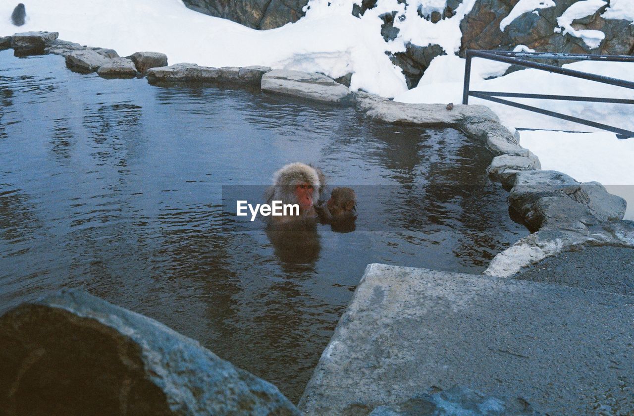 DUCK SWIMMING ON SNOW