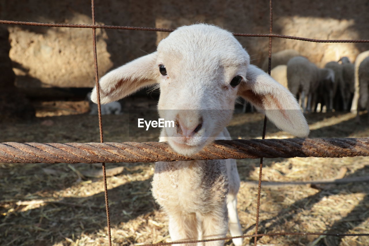 high angle view of goat
