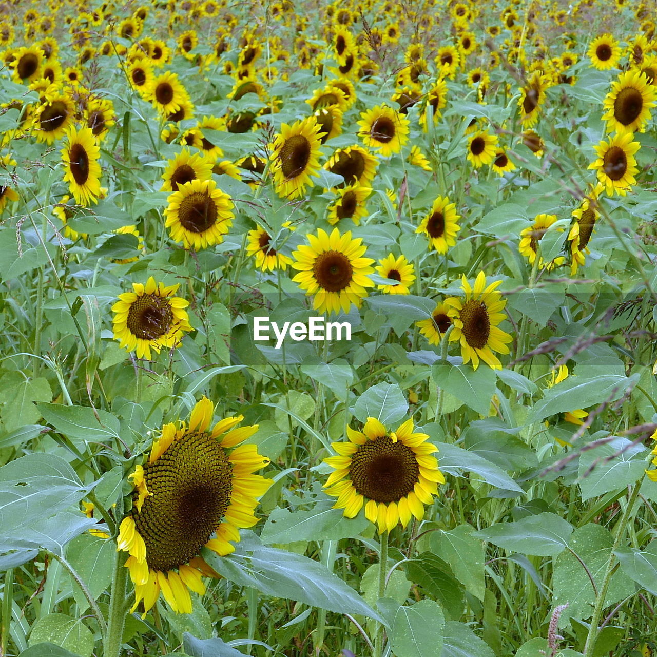 SUNFLOWER FIELD