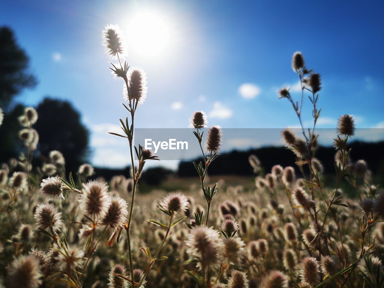 Close-up of flowering plants on field against bright sun