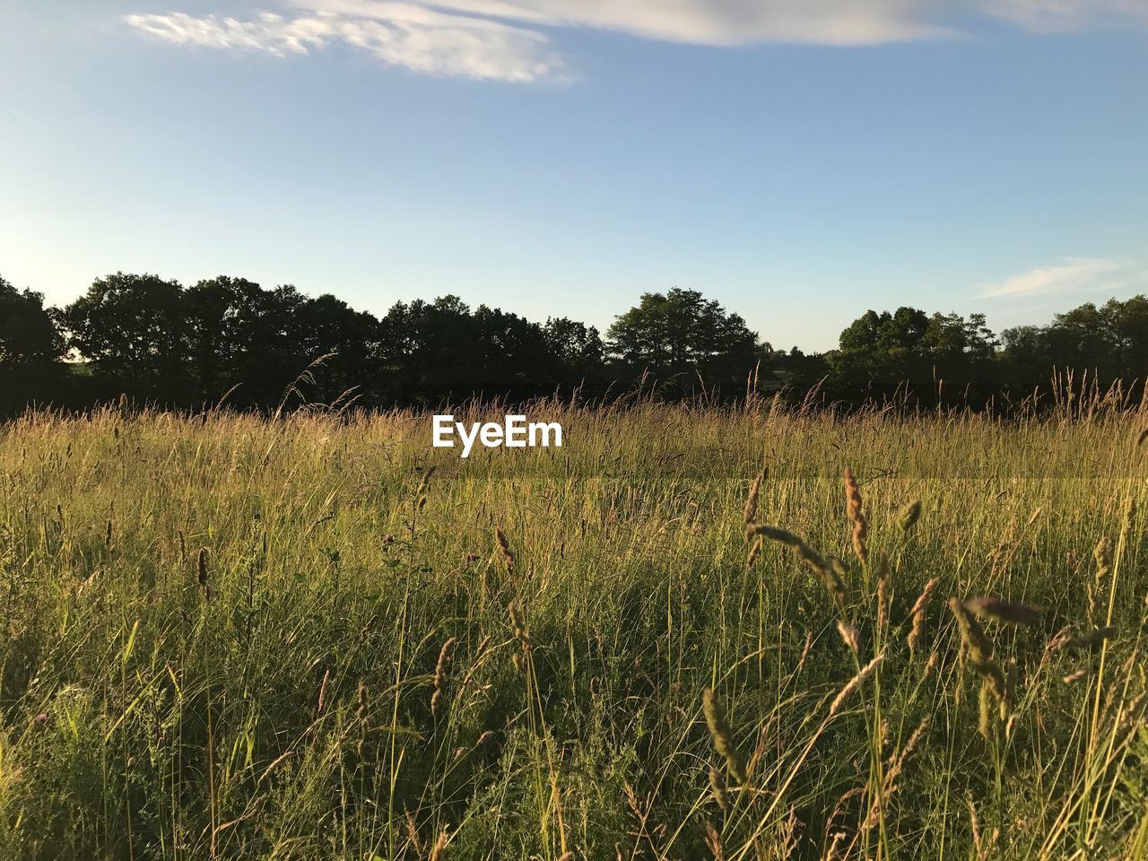 Wheat field against sky