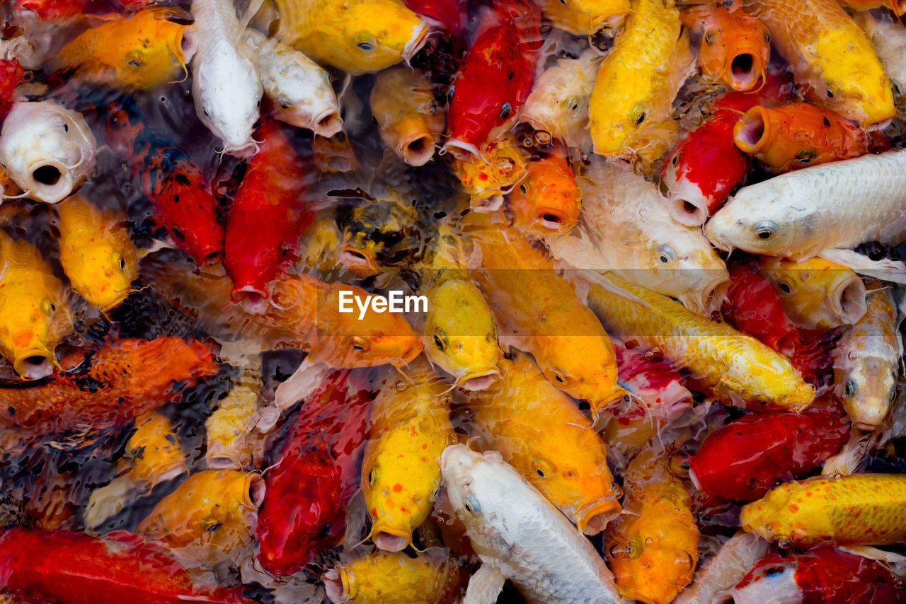 HIGH ANGLE VIEW OF FISH SWIMMING IN WATER