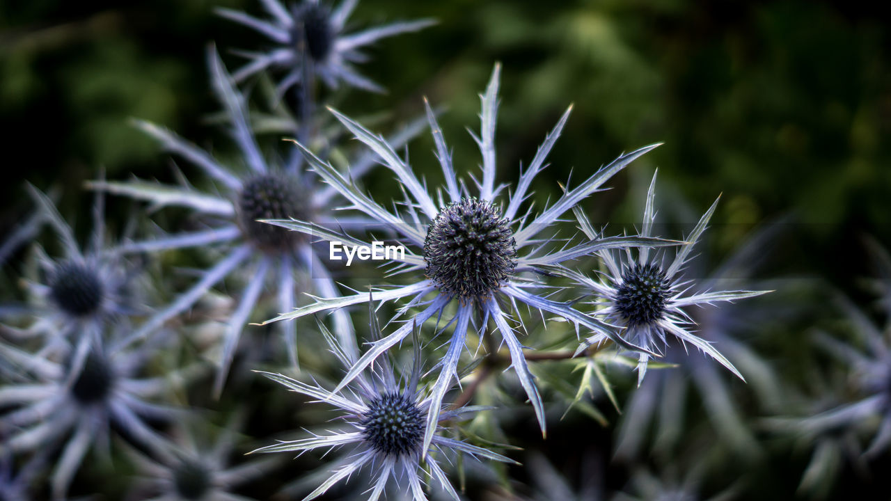 Close-up of thistle