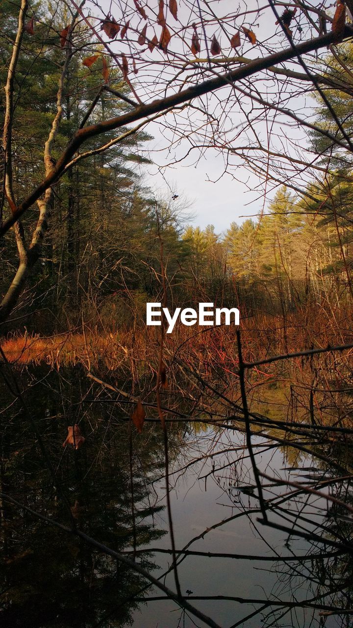 Bare trees by lake