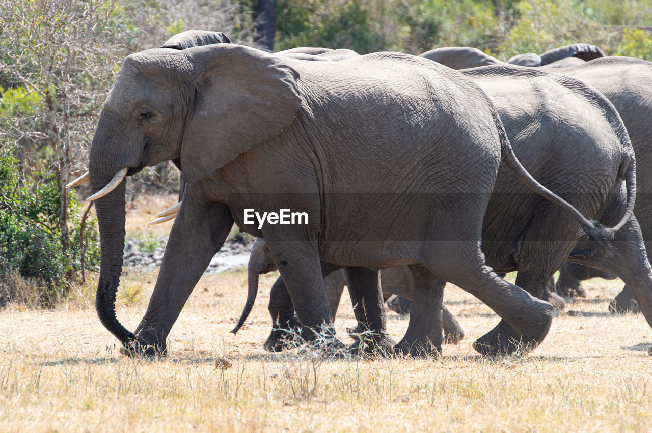 elephants drinking water in a field