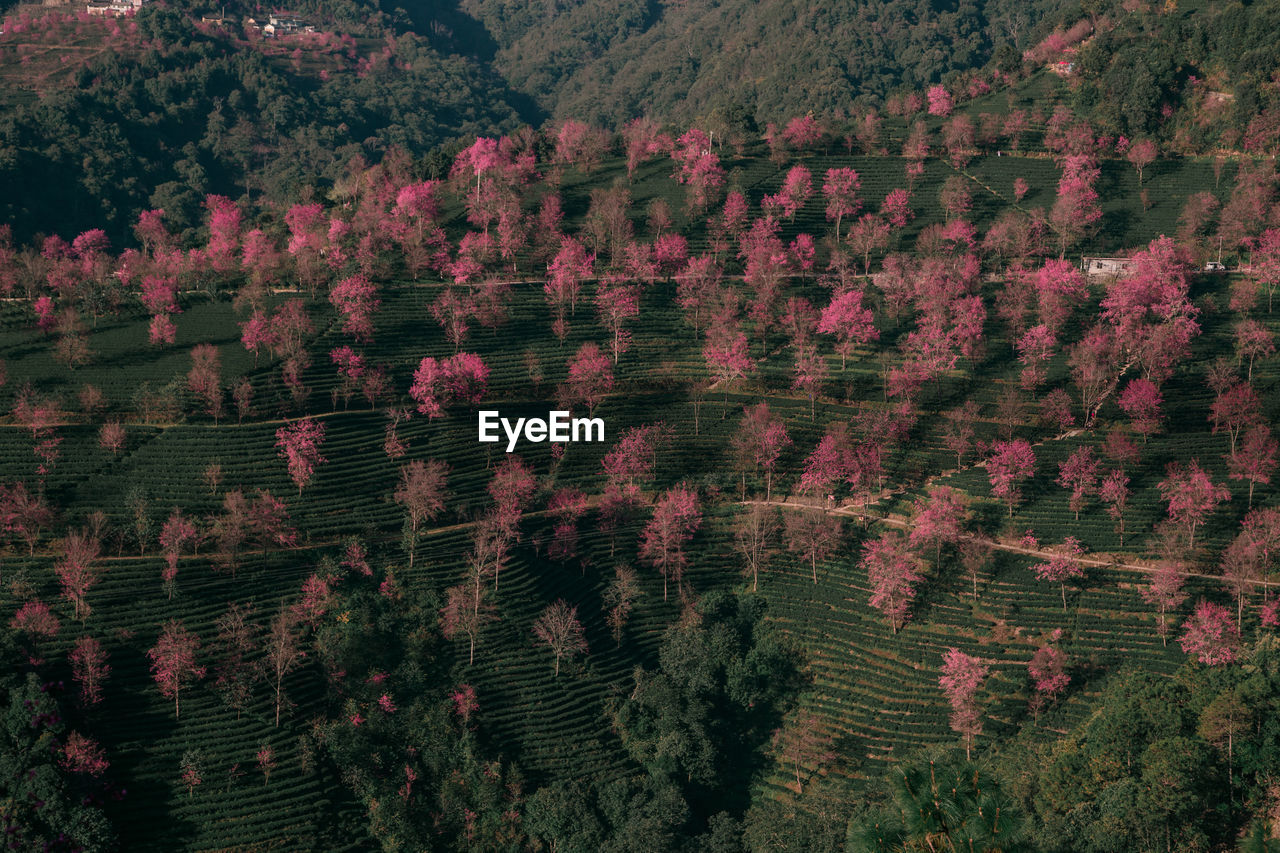 HIGH ANGLE VIEW OF TREES ON FIELD