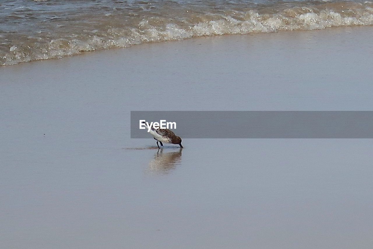 VIEW OF BIRDS ON THE SEA