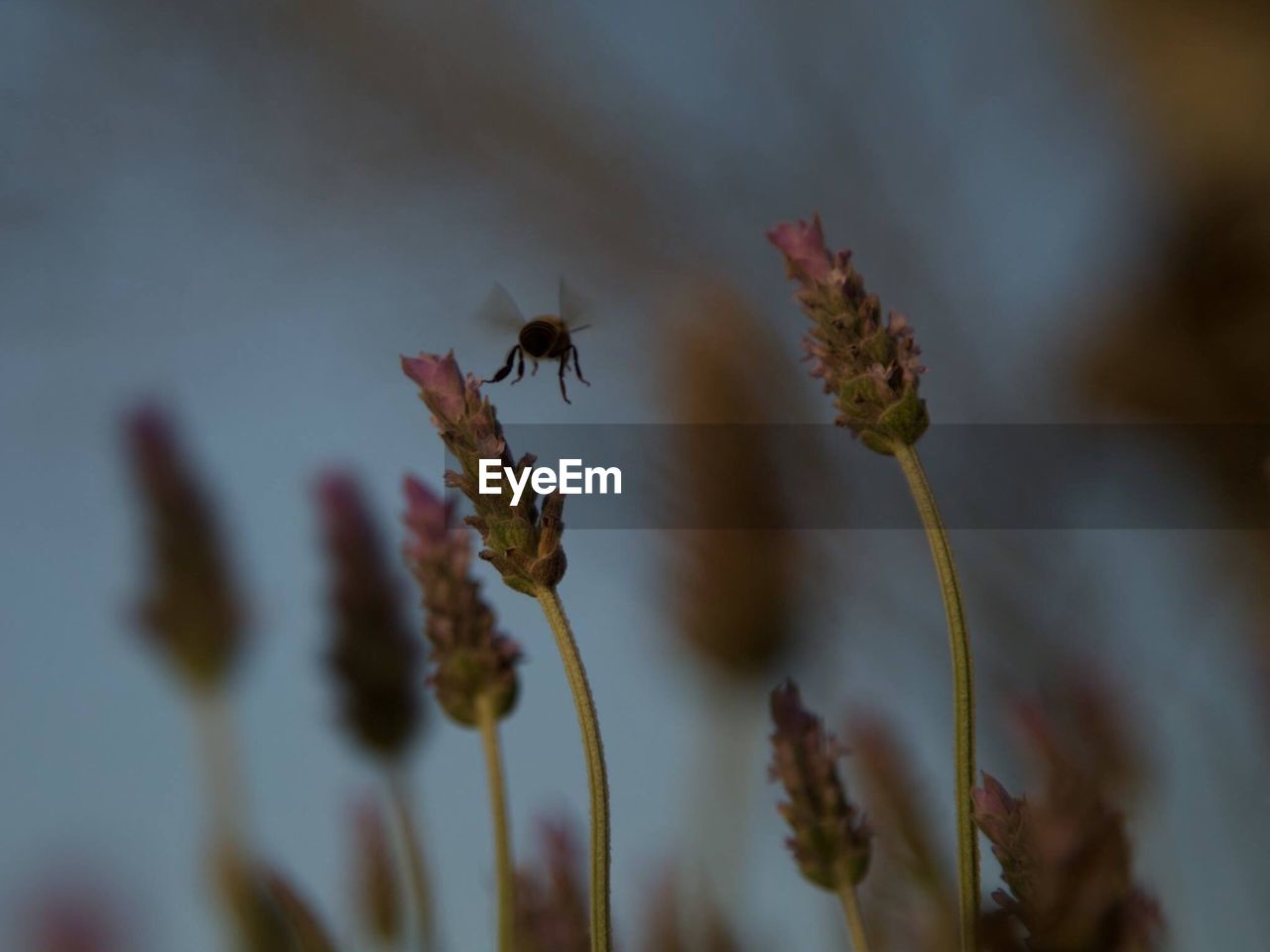 CLOSE-UP OF INSECT ON FLOWERS