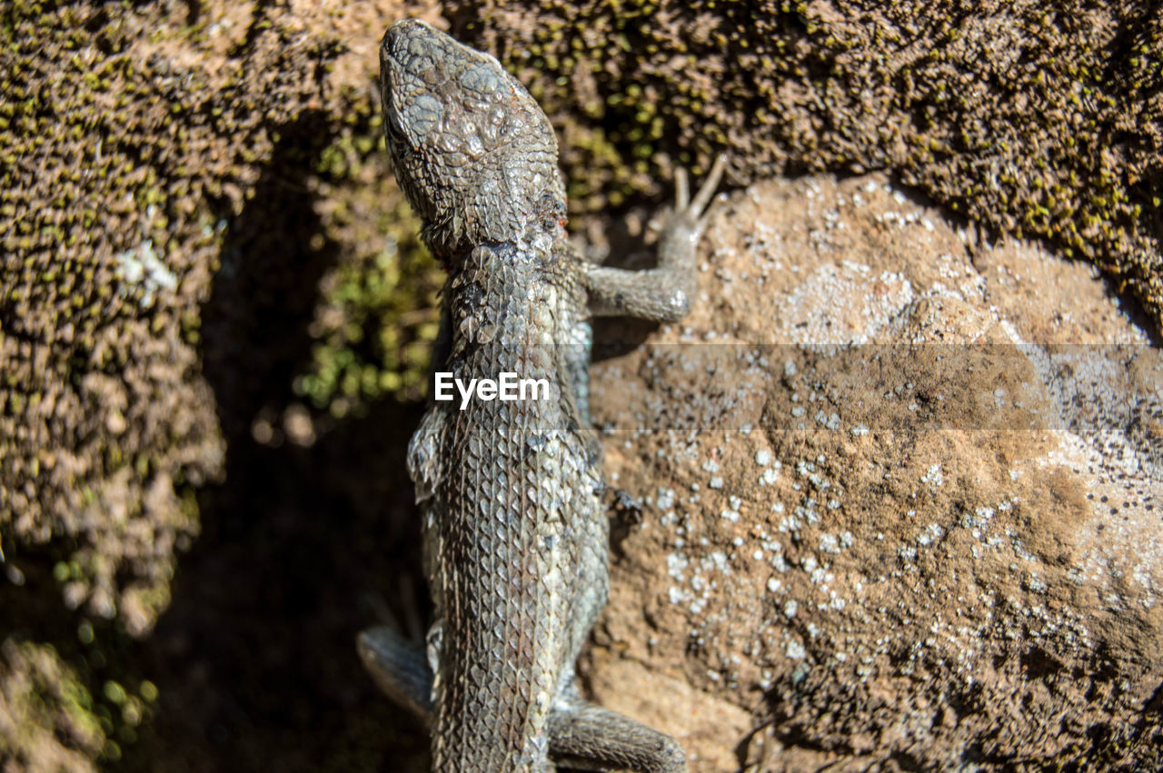 Close-up of lizard on rock