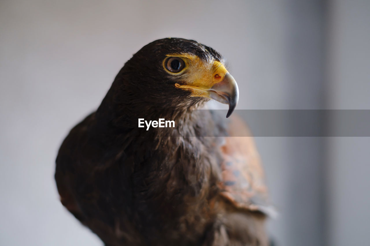 Buzzard eagle over the wall. closeup portrain buteo buteon of wild bird