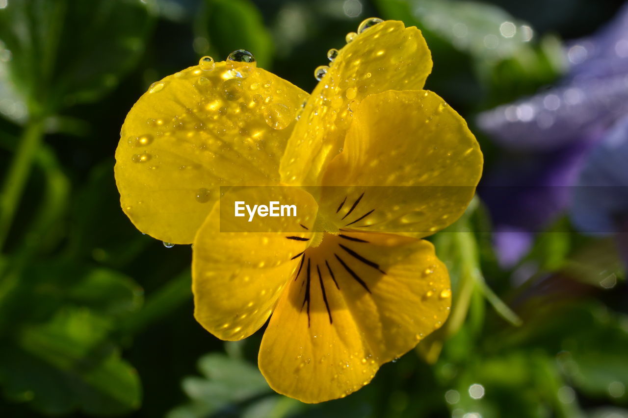 Close-up of wet yellow flower