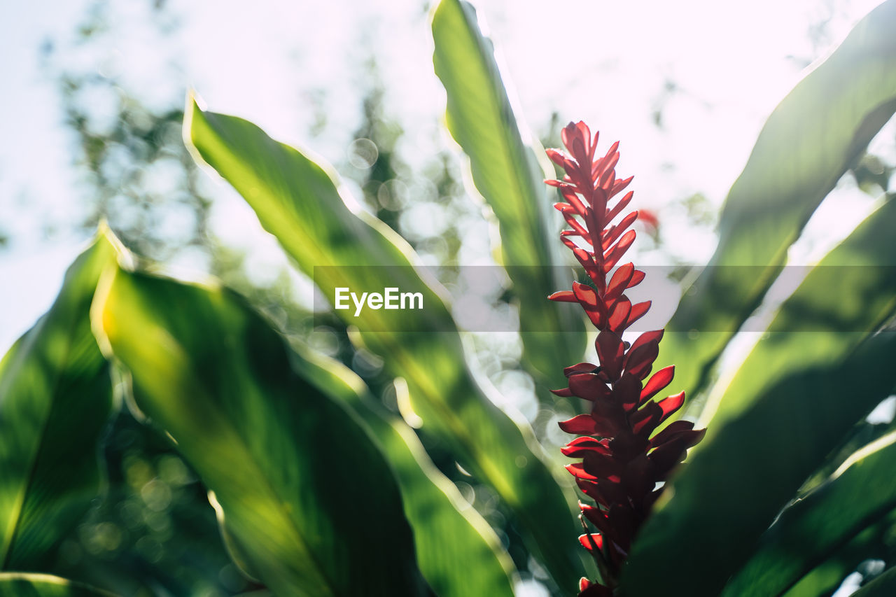 Close-up of red flowering plant leaves