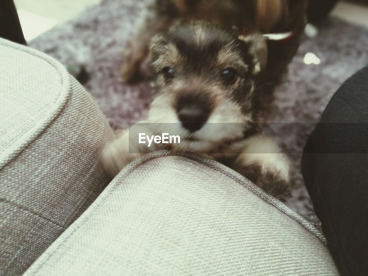 CLOSE-UP PORTRAIT OF DOG ON MAN