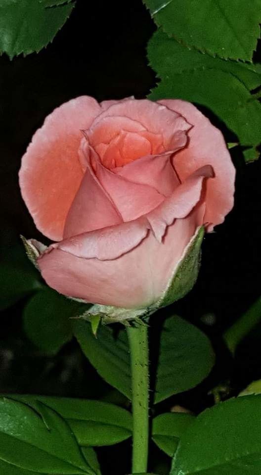 CLOSE-UP OF ROSE BLOOMING