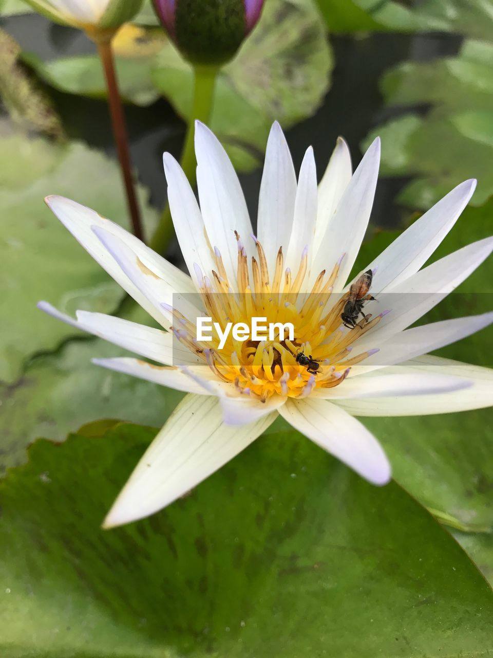 CLOSE-UP OF HONEY BEE POLLINATING ON FLOWER