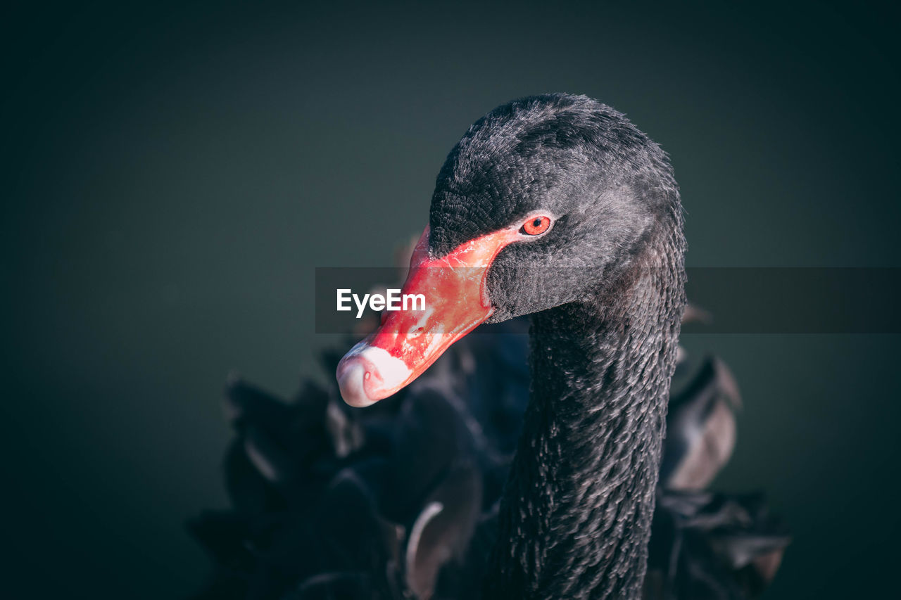 Close-up of black swan