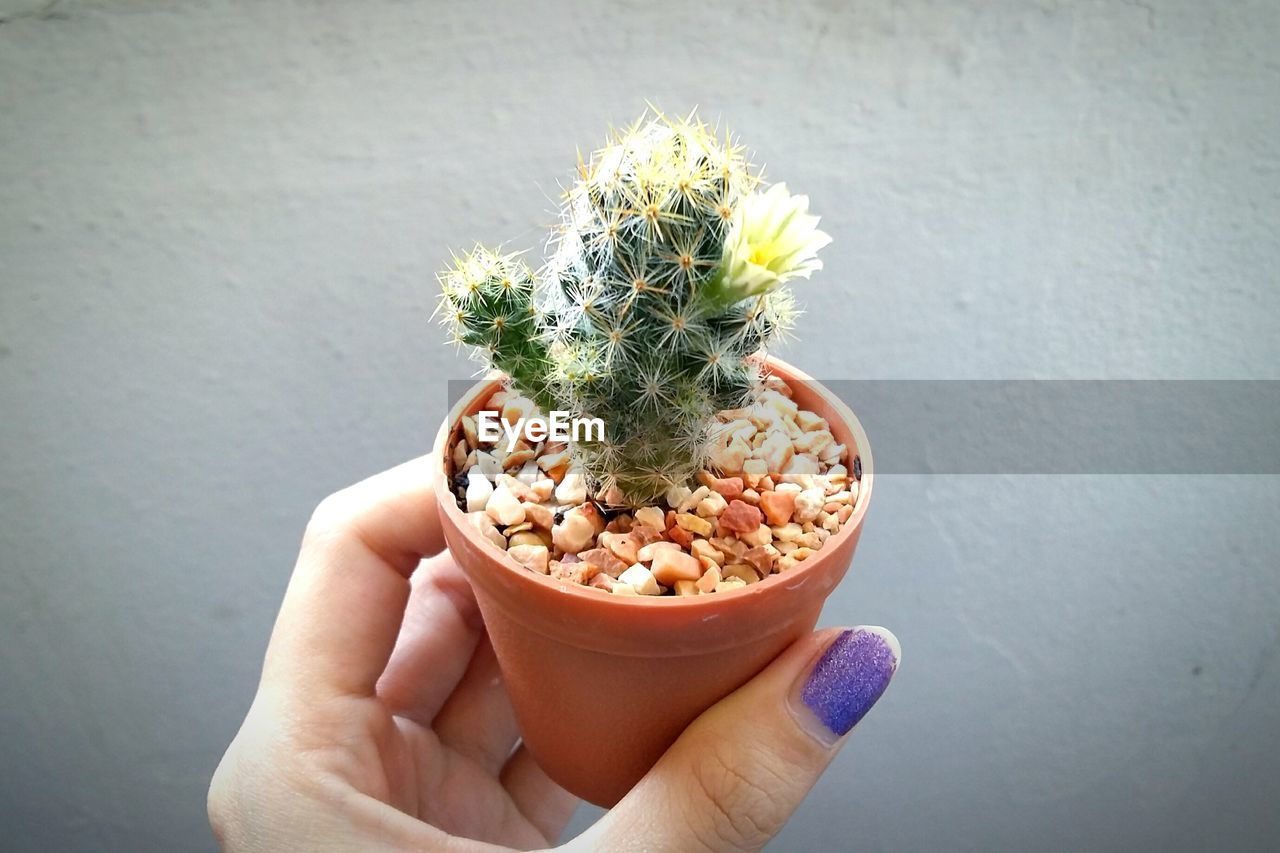 Cropped hand holding potted cactus against wall