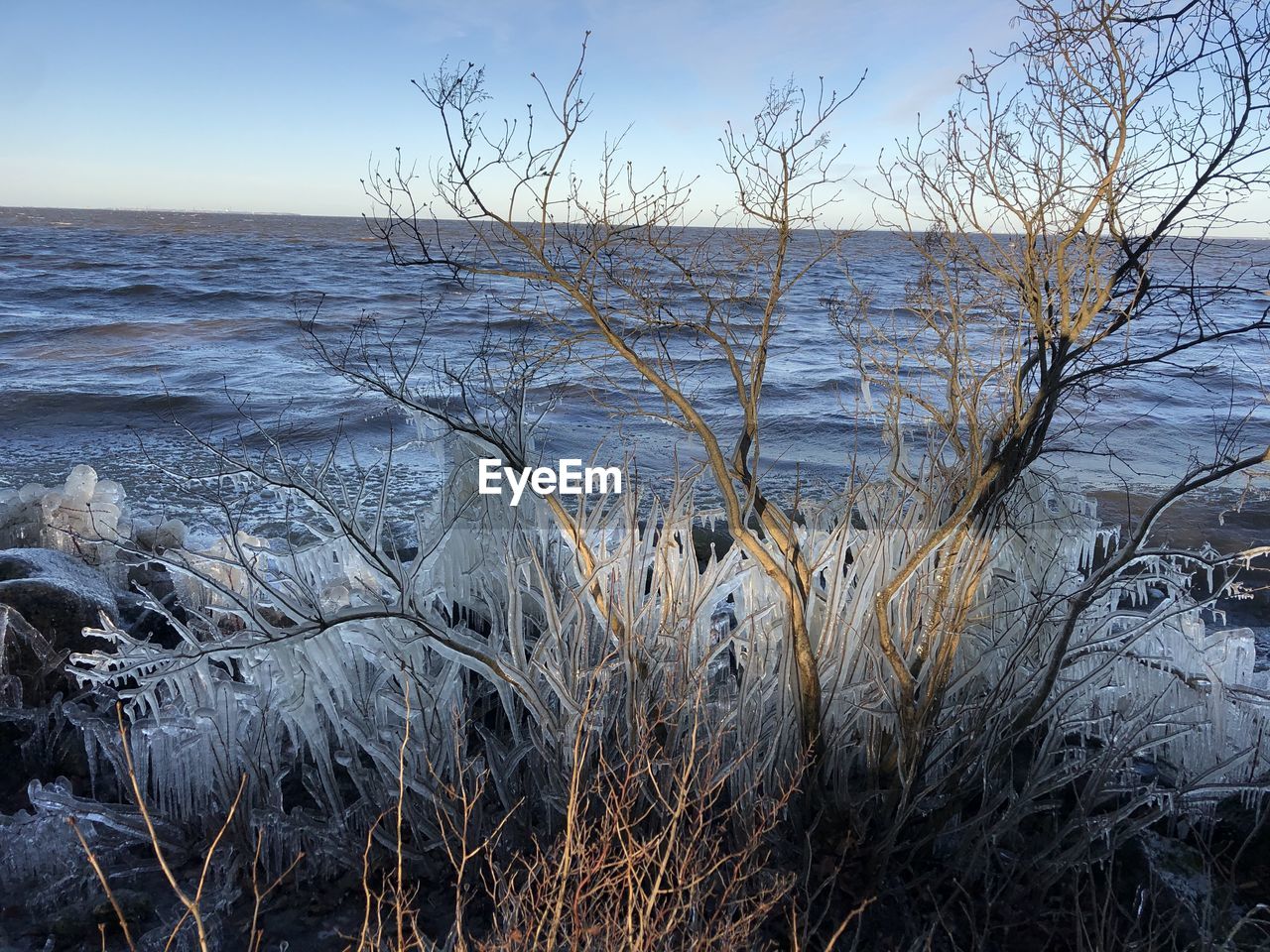 PLANTS GROWING ON LAND AGAINST SEA