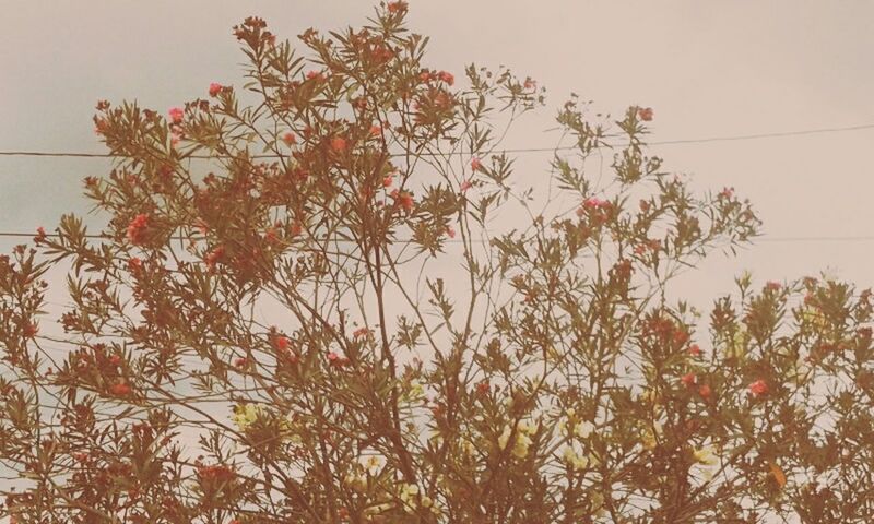 Tree with red blossoms against sky