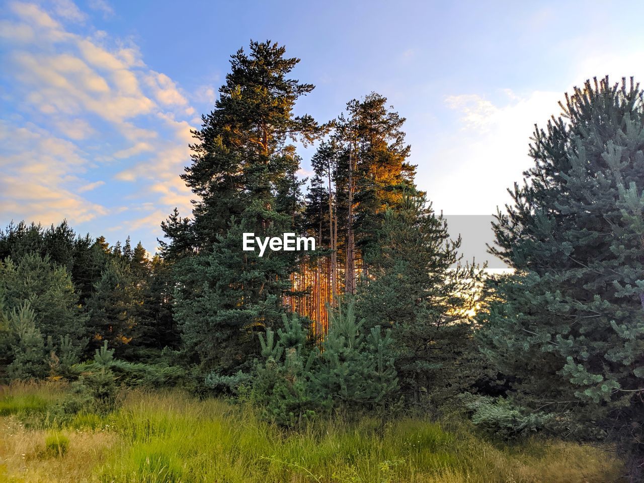 PINE TREES IN FOREST AGAINST SKY