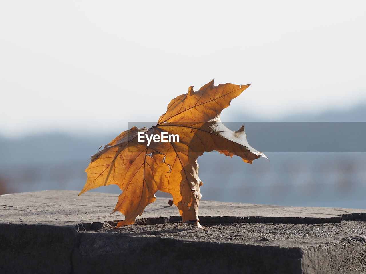 Close-up of autumn leaf on water