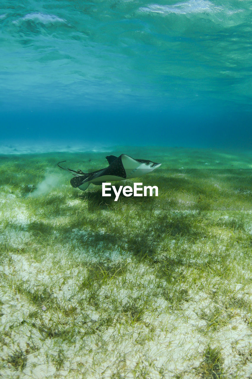 Eagle ray underwater