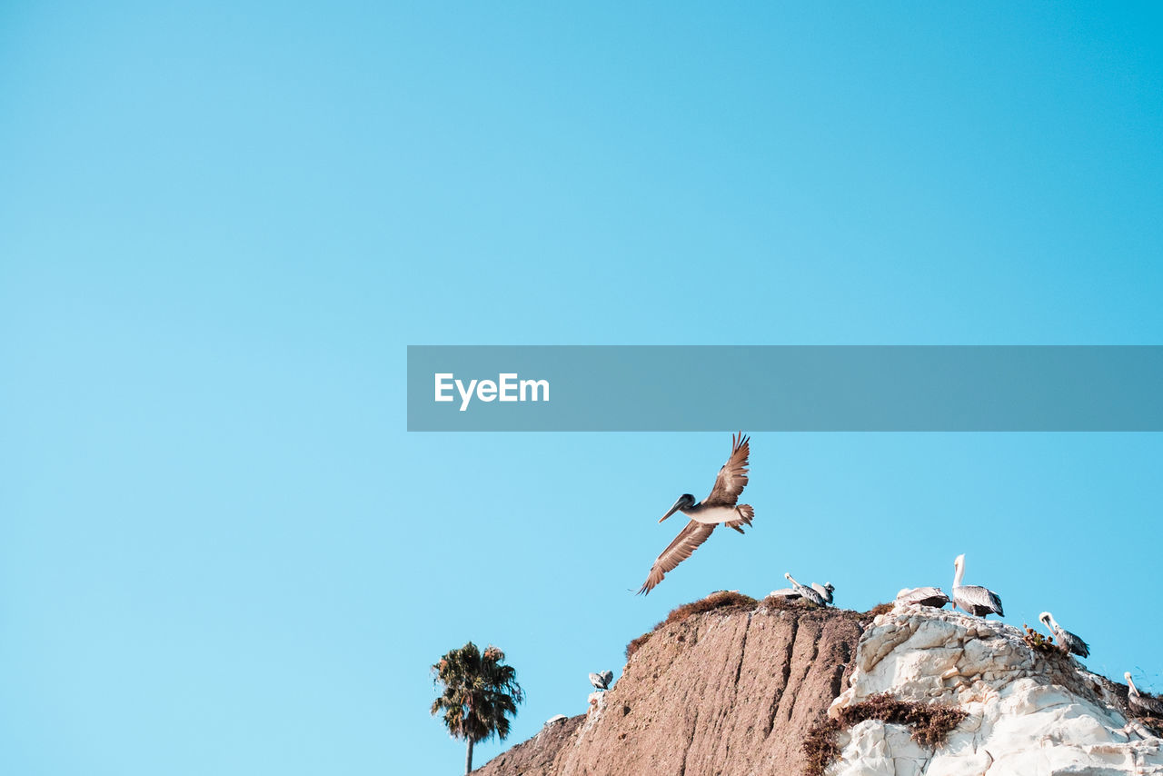 Low angle view of birds against blue sky