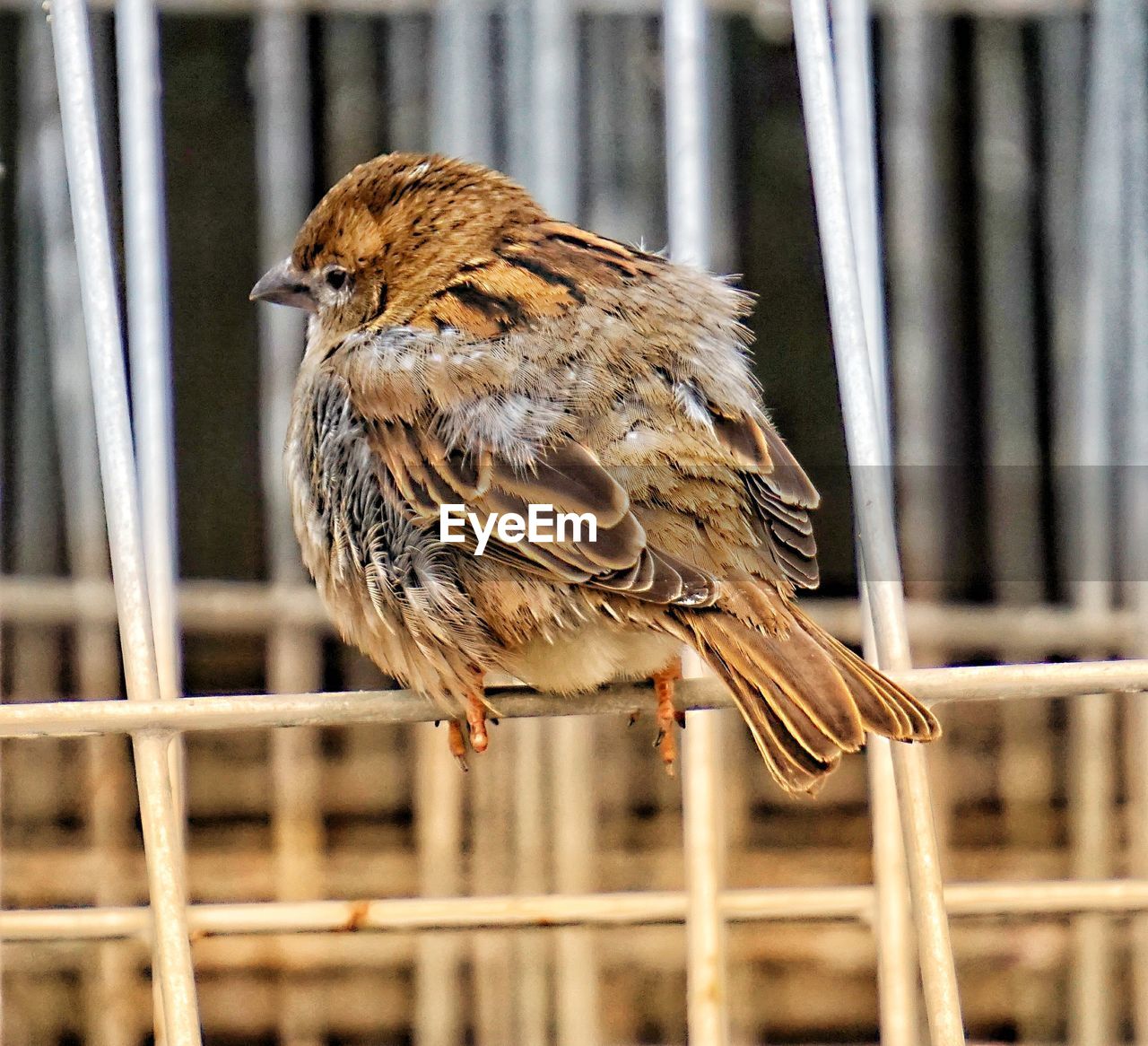 SIDE VIEW OF BIRD PERCHING ON A FENCE