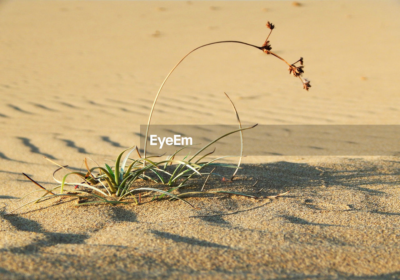 CLOSE-UP OF DEAD PLANT ON BEACH