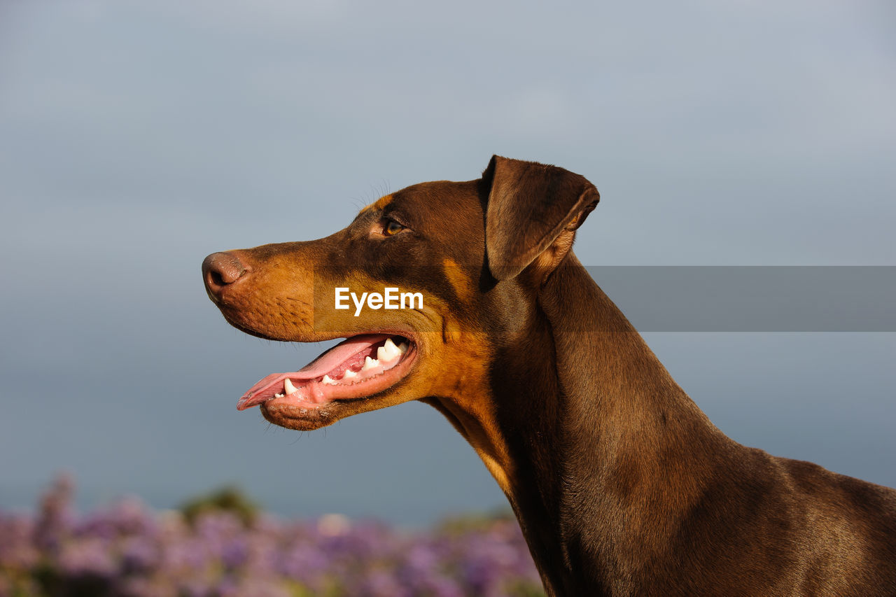 Doberman pinscher against sky