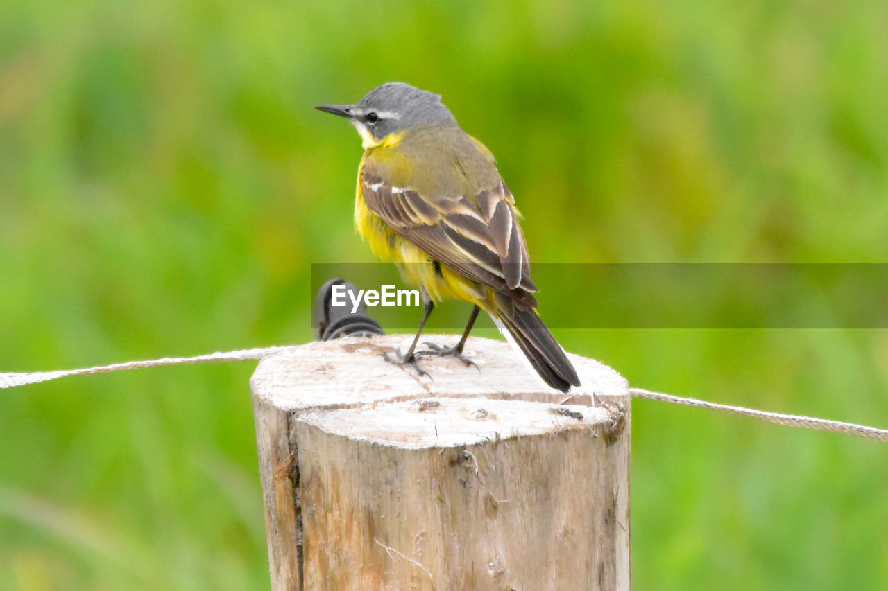 Close-up of bird perching on wooden post