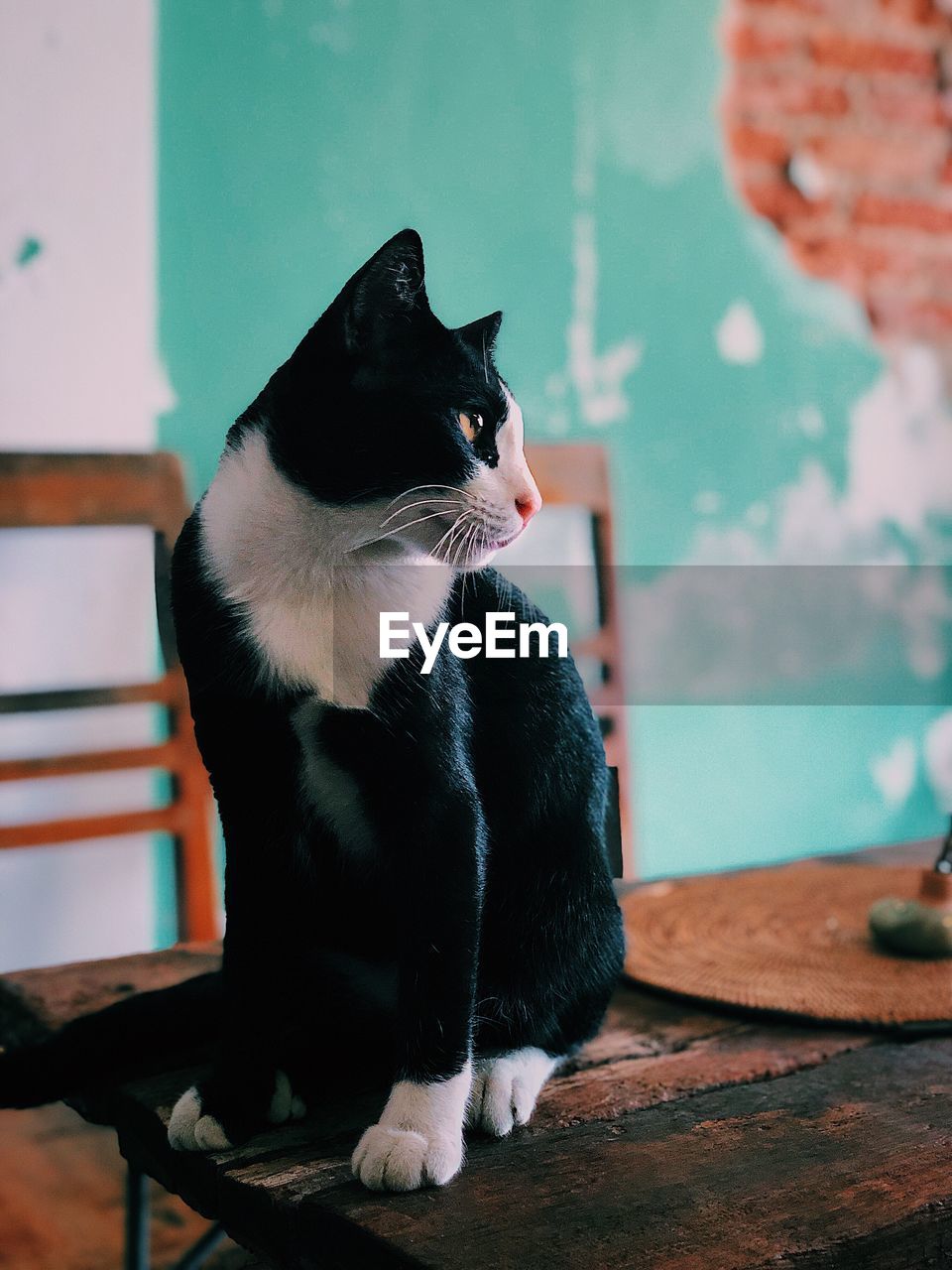 CAT LOOKING AWAY WHILE SITTING ON TABLE