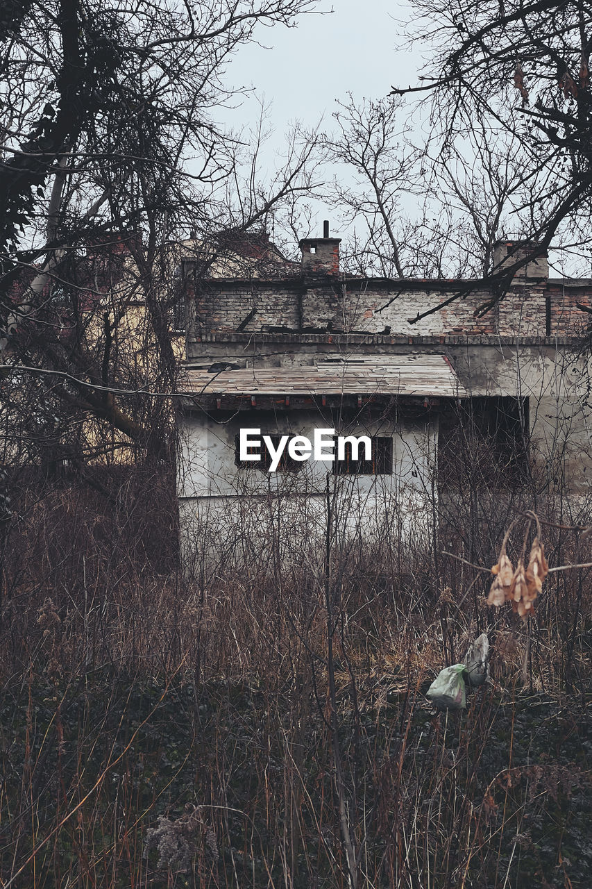 Ruin of an old house emerging from the bushes