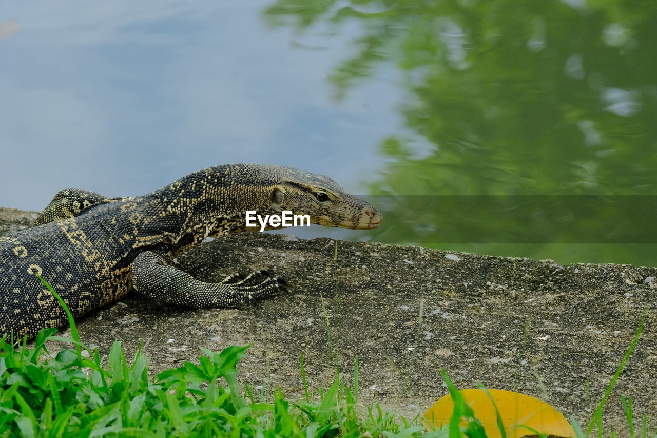 SIDE VIEW OF A REPTILE AGAINST LAKE