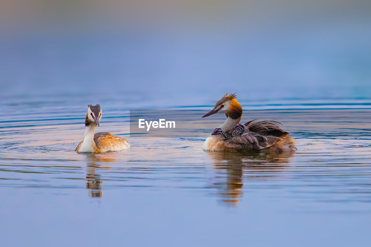 close-up of duck swimming in lake