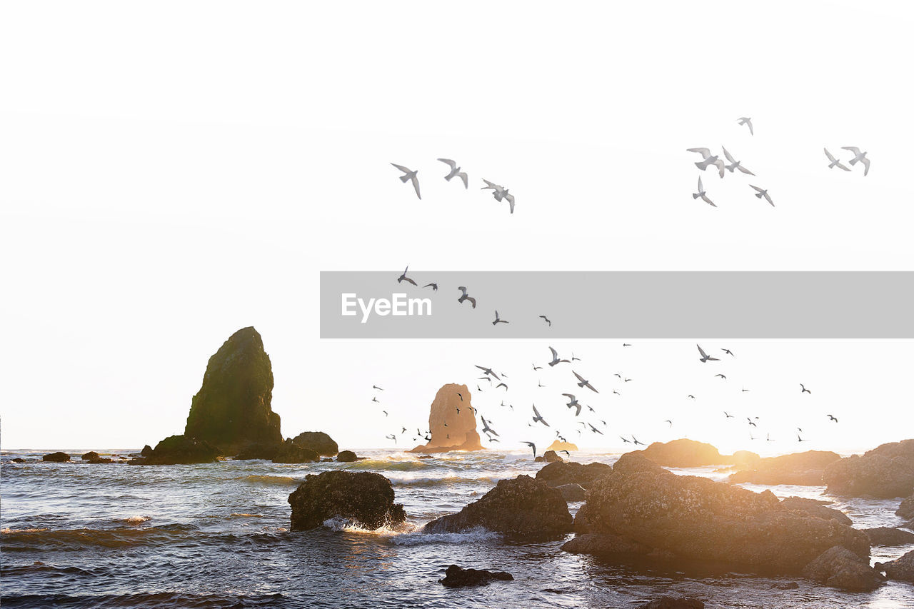 Birds flying over sea and rocks against clear sky on sunny day