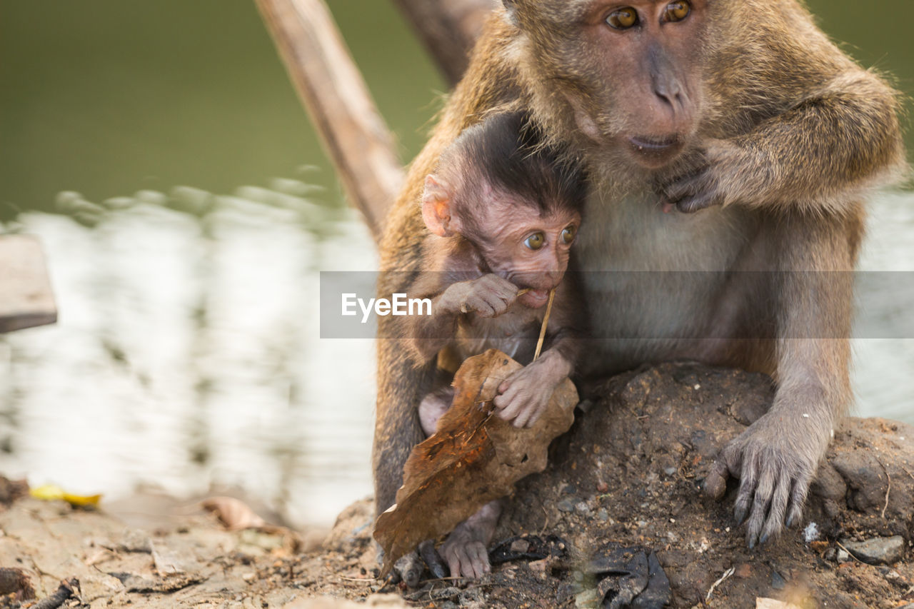 Close-up of long-tailed macaque with infant on rock at zoo