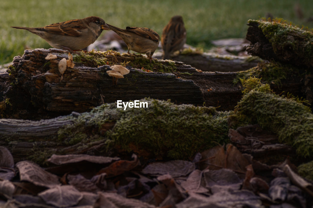 Close-up of birds on rock