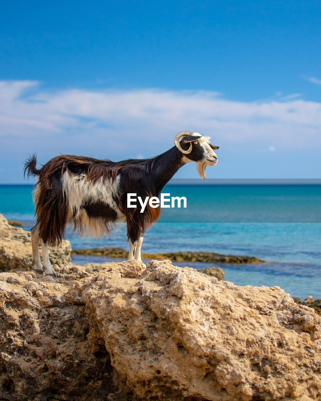 VIEW OF A HORSE ON ROCK