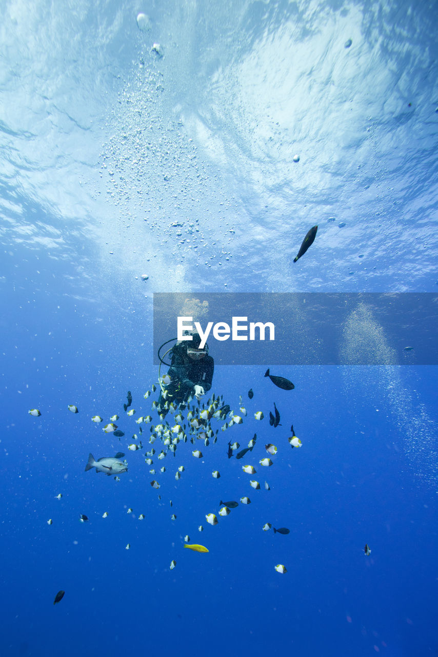 Scuba diver swimming amidst fish in sea